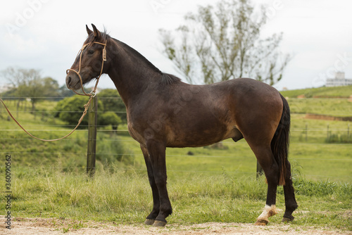 Brazilian Creole horse "Crioulo", typical man horse from southern Brazil