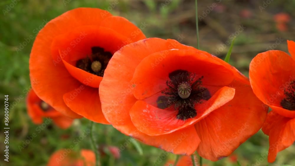 A large number of wild red poppies in the summer season under the yarim sun and blue sky bloomed in the field A large number of wild red poppies in the summer season under the yarim sun and blue sky bloomed in the field