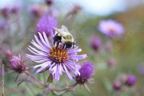 Bee and a purple flower © krista