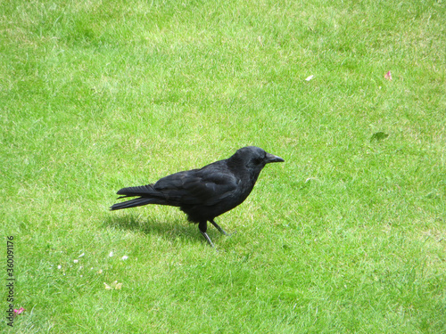 black crow looking for food among the green lawn and copy spase