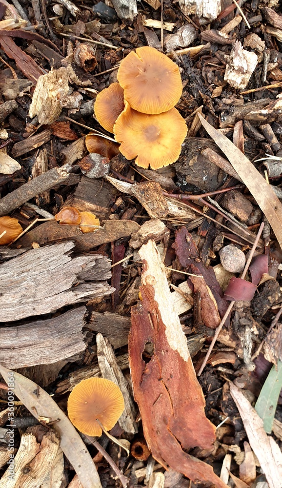 mushrooms amongst the bracken mushrooms amongst the bracken