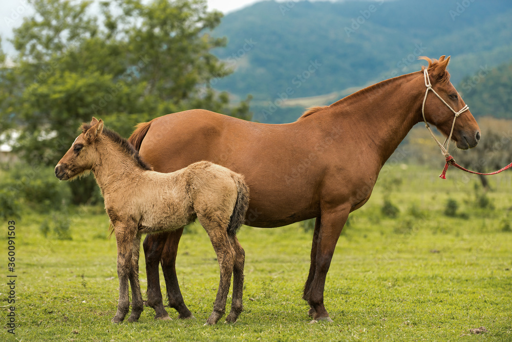 Brazilian Creole horse Brazilian Creole horse
