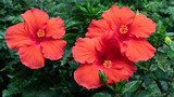 Red Hibiscus Flower Blossoms