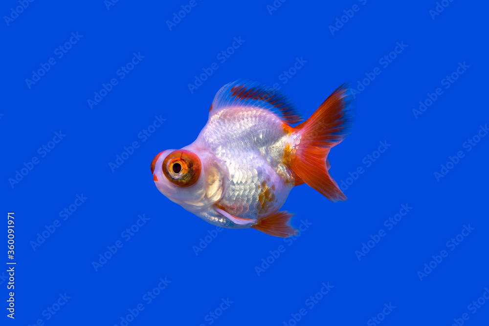 Goldfish is beautiful pet. On the blue ground