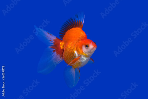 Goldfish is beautiful pet. On the blue ground © chamnan phanthong