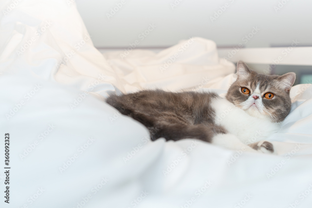 Exotic shorthair cat lying on the bed and looking up.