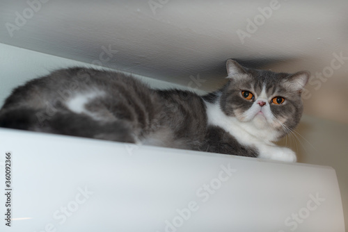 Exotic shorthair cat lying on the air conditioner in the bedroom.