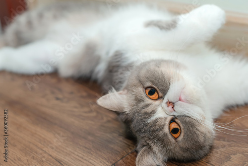 Foto Exotic shorthair cat lying on the floor and looking camera.