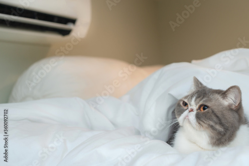 Foto Exotic shorthair cat lying on the bed with air condition in the bedroom