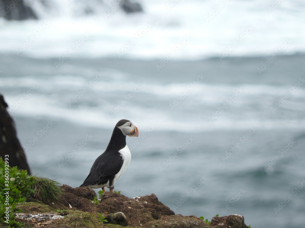 Fototapeta premium Puffin Colony in Elliston, Newfoundland 