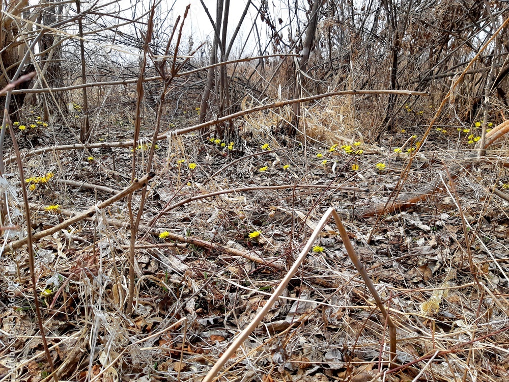 Snowdrops Snowdrops