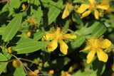 黄色いビヨウヤナギの花
