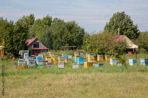 Apiary in the village © gummy-beer