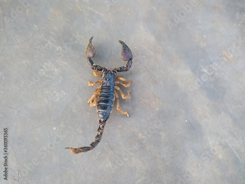 yellow scorpion on black background