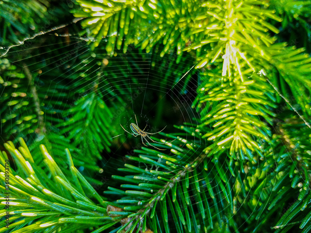 The spider sits on a web on a Christmas tree in bright sunlight. danger in the park and garden. beauty in nature. High quality photo The spider sits on a web on a Christmas tree in bright sunlight. danger in the park and garden. beauty in nature. High quality photo