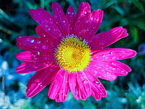  Bright red flower garden daisy with yellow core. on flower petals drops dew or rain. High quality photo
