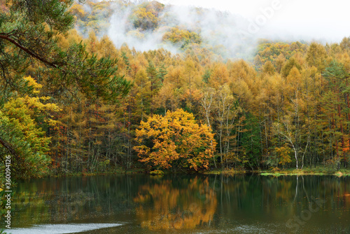 Fototapeta Naklejka Na Ścianę i Meble -  秋のカラフルに紅葉した御射鹿池の風景
