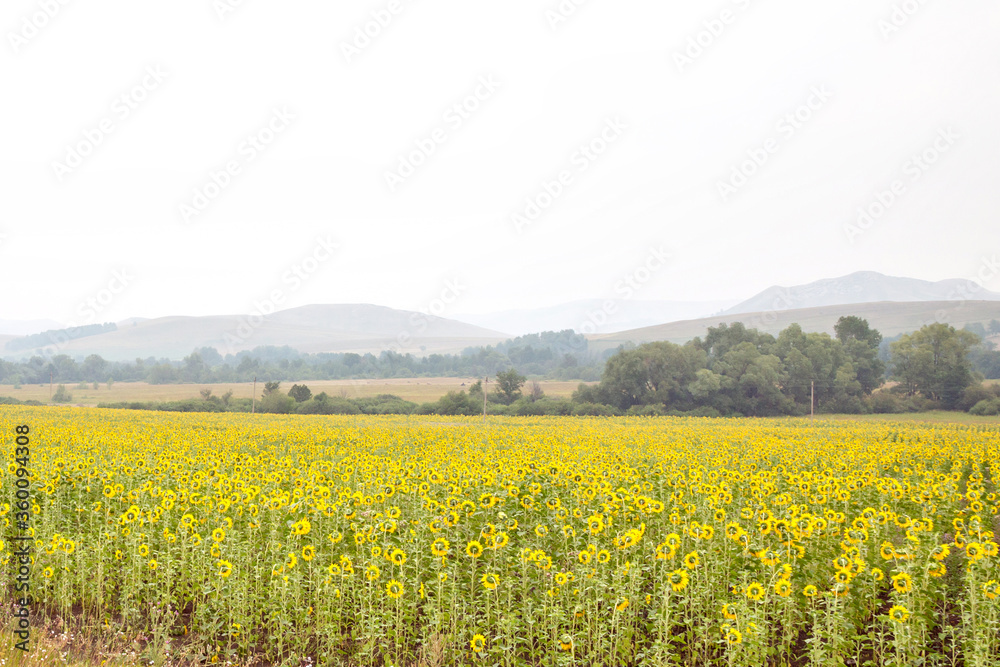 field of sunflowers on the background of the old Ural mountains