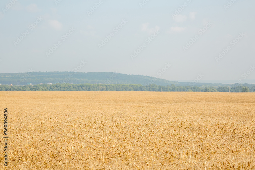 Wheat field on the background of the old Ural mountains