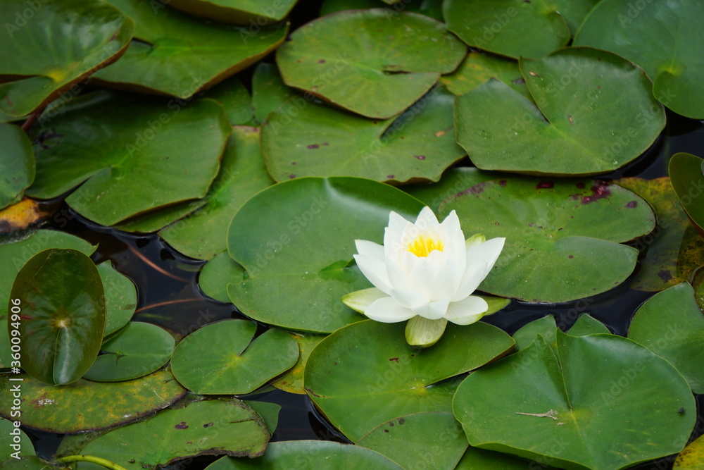 Flowers, Animals, Landscapes, Nature, Unique.Roan Mountain State Park, rhododendron, water lily, waterfall, blue ridge parkway Flowers, Animals, Landscapes, Nature, Unique.Roan Mountain State Park, rhododendron, water lily, waterfall, blue ridge parkway