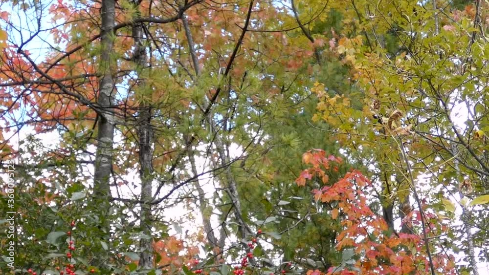 Pan right on brilliant red berries and fall foliage.