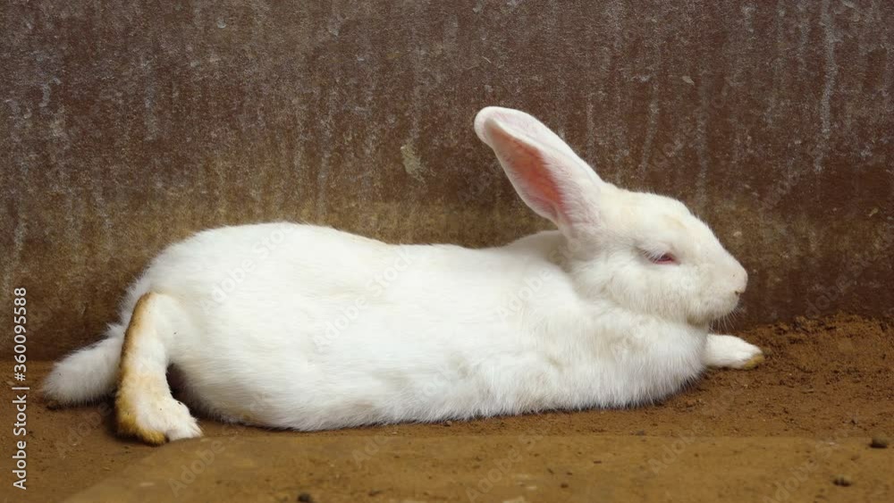 white Rabbit or Bunny or Hare resting on the ground white Rabbit or Bunny or Hare resting on the ground