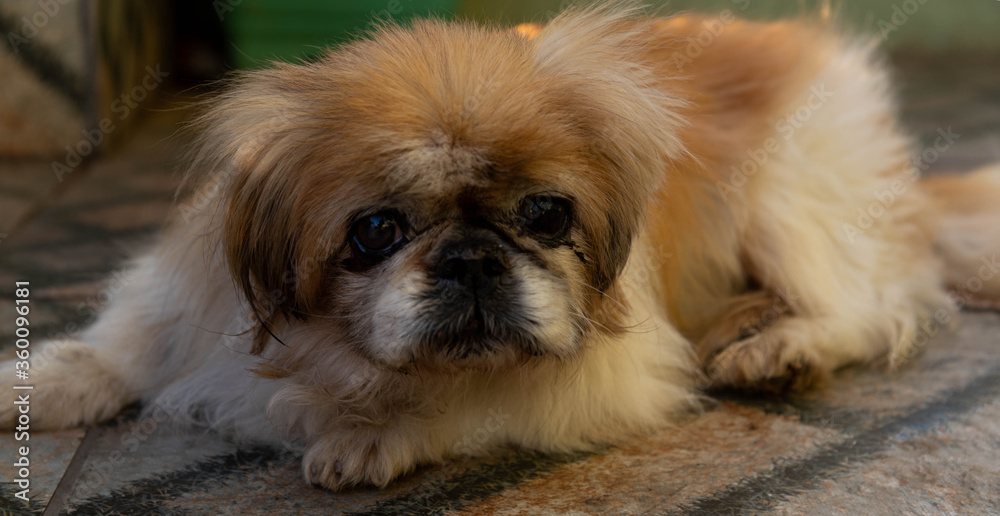 Pekingese dog lying on the floor. Pekingese dog lying on the floor.