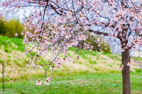 桜