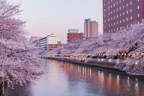 桜並木と川沿いの都市風景