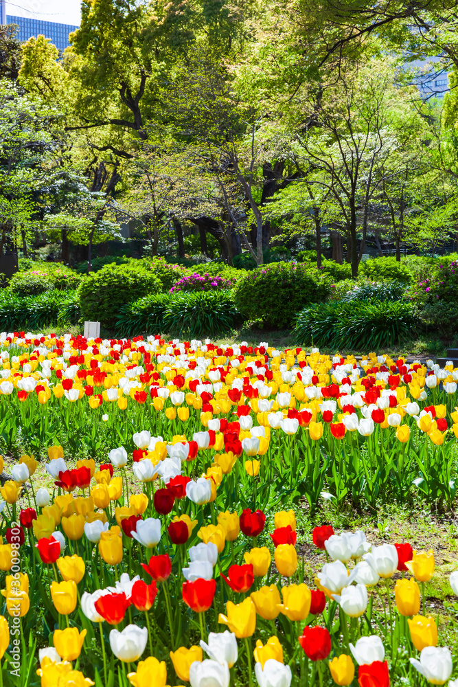 チューリップ咲く日比谷公園