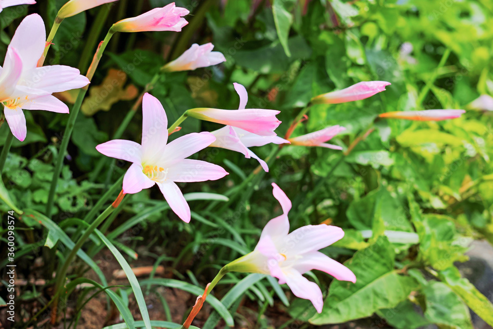 Fototapeta premium 一斉に花を咲かせるハブランサス