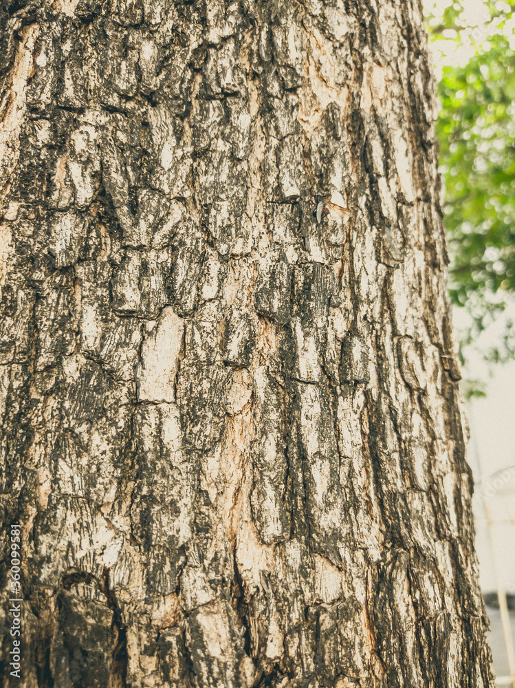 Fototapeta premium Beautiful natural background. Close-up bottom view of the tree trunk bark and branches. Vintage and faded matt style colour in tinted photo. Ideal for use in vertical design, wallpaper