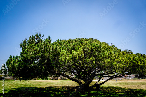 tree in the park