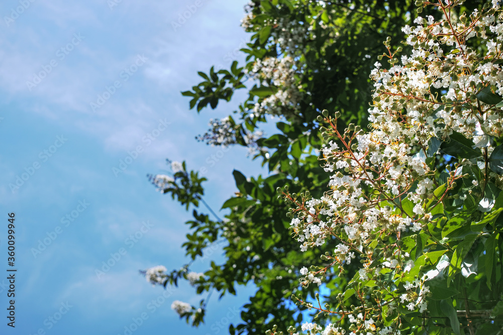 シロバナサルスベリの花と青空 シロバナサルスベリの花と青空