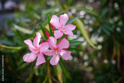 Oleander  Nerium Oleander Pink Joy  