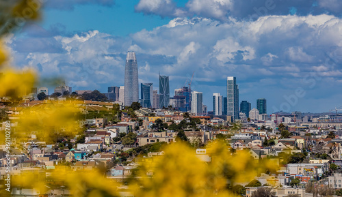 San Francisco skyline panorama with blooming flowers in the foreground