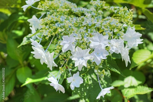 隅田の花火という額紫陽花