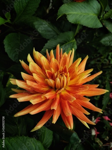 FLOWER IMAGES FOR MOBILE AND TABLET WALLPAPER