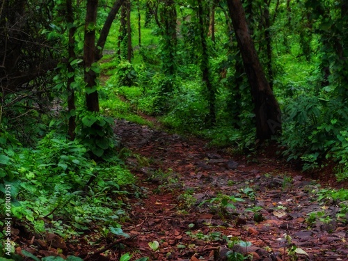 A path way going through the forest 