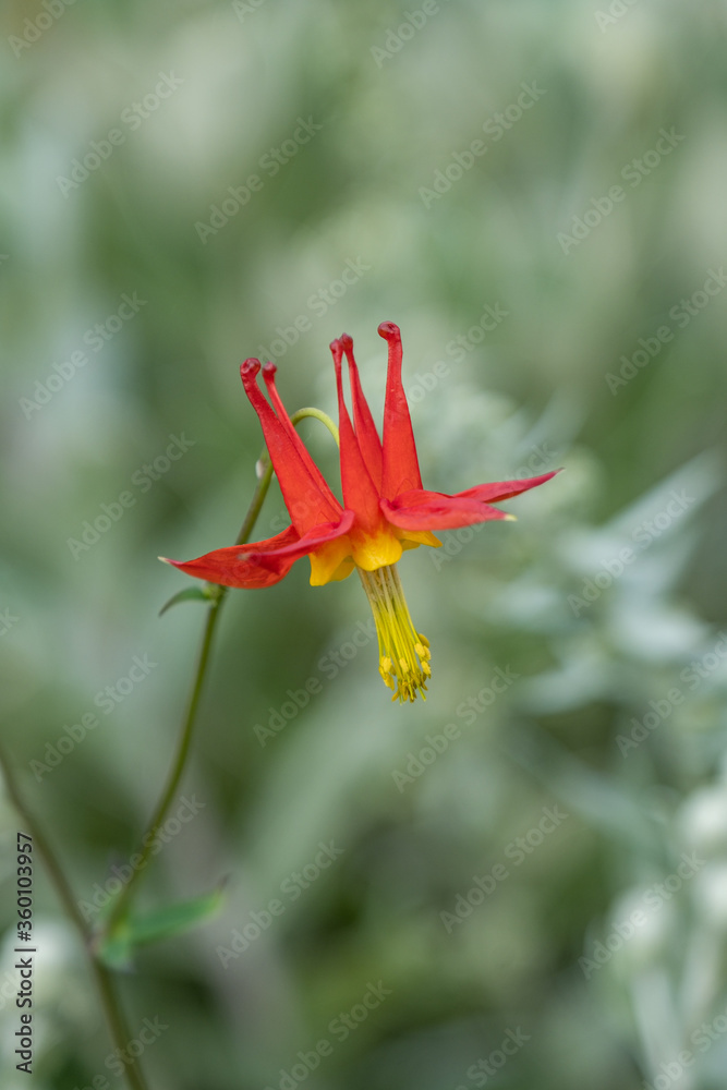 Obraz premium close up of one red columbine flower blooming in the garden with creamy background