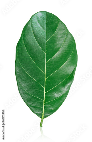 Ellipse green leaf shape.