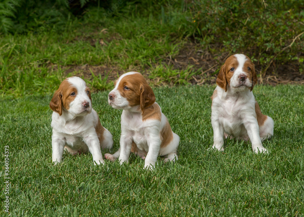 Irish Red and White Setter Puppies Sitting in Grass