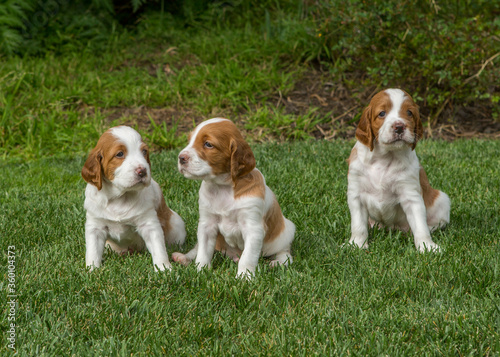 Irish Red and White Setter Puppies Sitting in Grass © Diane