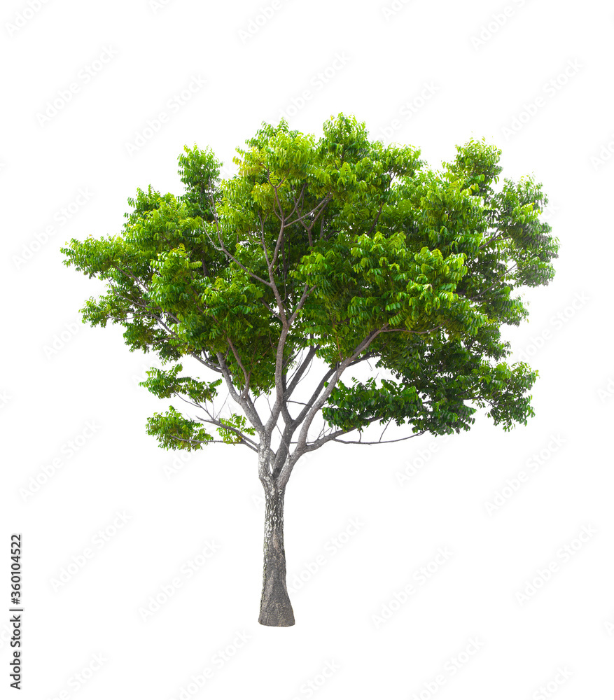 Beautiful green tree isolated on white. Beautiful green tree isolated on white.