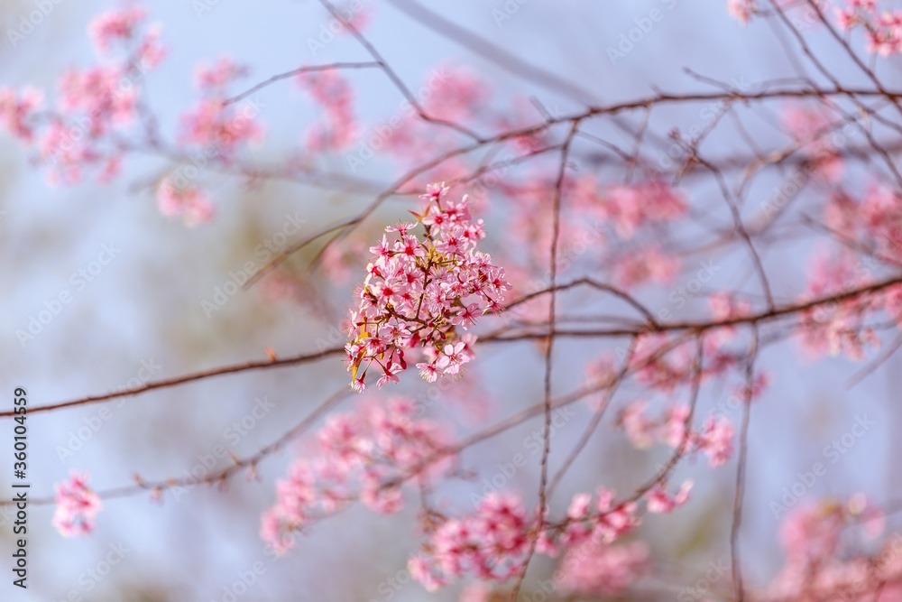 Close-up Of Pink Flowering Plants On Field Close-up Of Pink Flowering Plants On Field