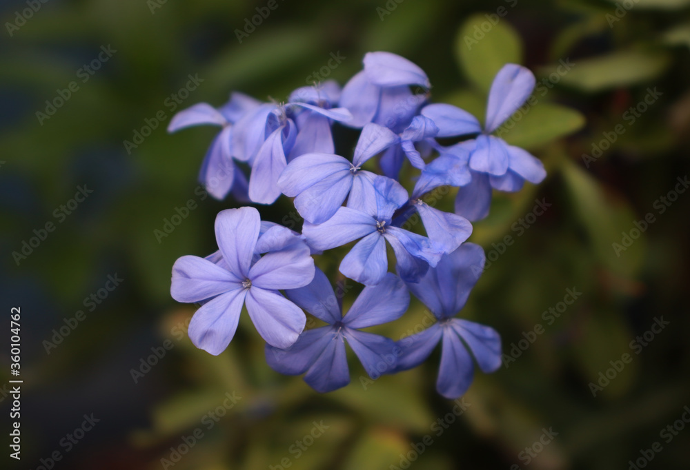 Tight shot of a beautiful flower Tight shot of a beautiful flower