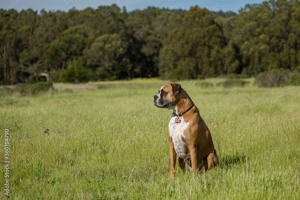 Boxer Dog sitting in Green Grassy Field