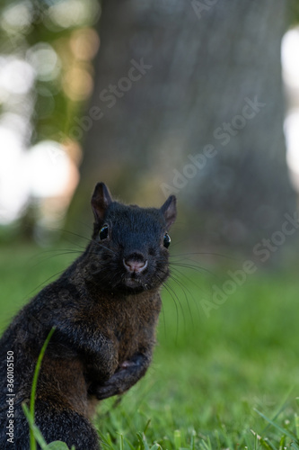 close up of an adorable black squirrel on the grass field staring at you © Yi