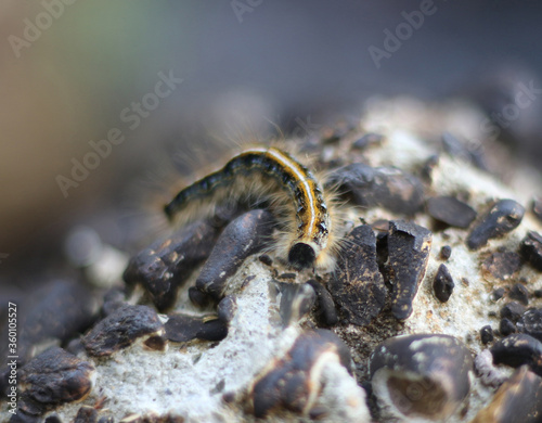 caterpillar