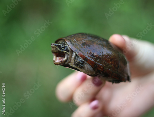 turtle, musk turtle, Sternotherus odoratus